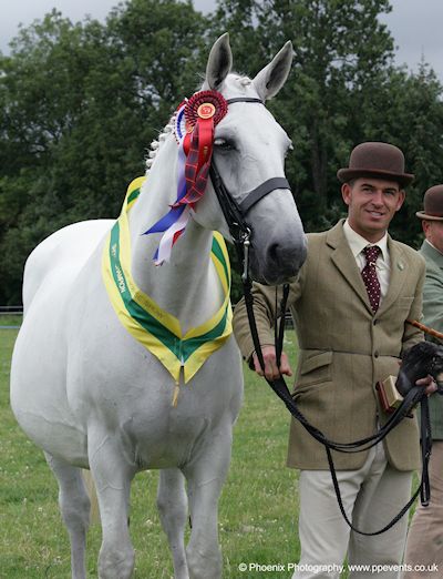 NORTHERN IRISH DRAUGHT HUNTER SHOW